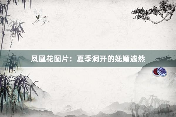凤凰花图片：夏季洞开的妩媚遽然